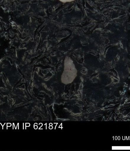 undet. Foraminiferida