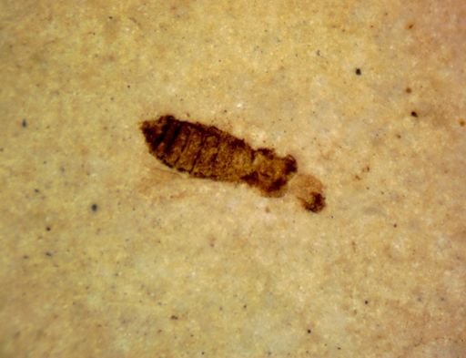 undet. Pterygota