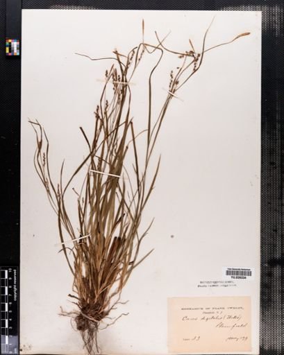 Carex digitalis