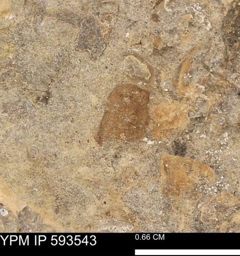 taxon undetermined