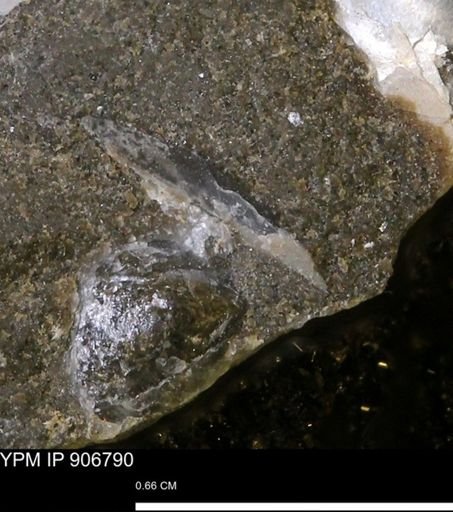 undet. Bivalvia