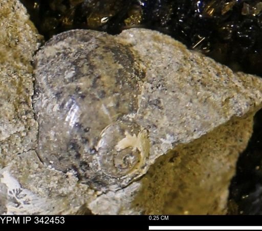 Oligoptycha?