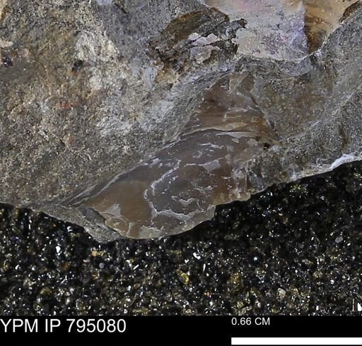 undet. Mollusca