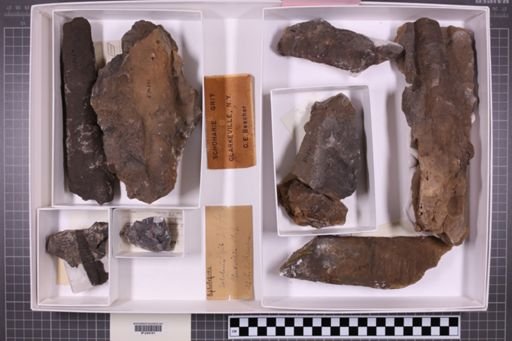 mixed taxa, stratigraphic collection