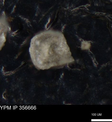 undet. Foraminiferida