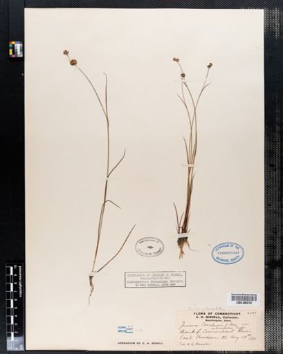 Juncus subcaudatus