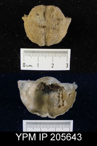 Paucispinifera sp.