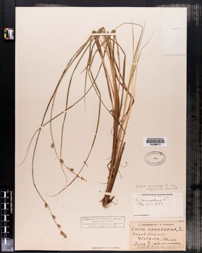 Carex canescens