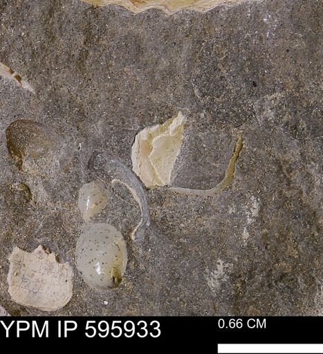 undet. Bivalvia