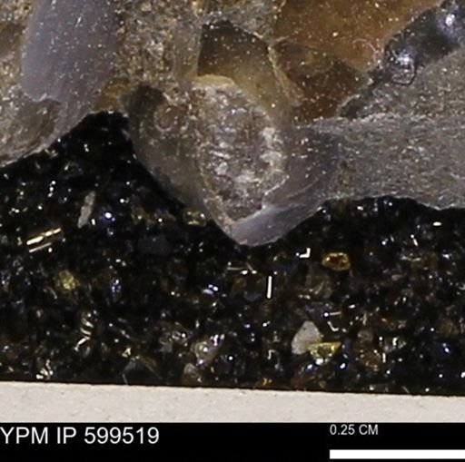 Protocardia subquadrata