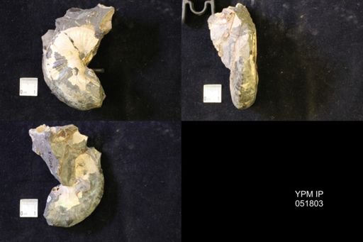 Hoploscaphites nicolletii
