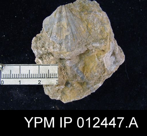 Neospirifer pseudocameratus
