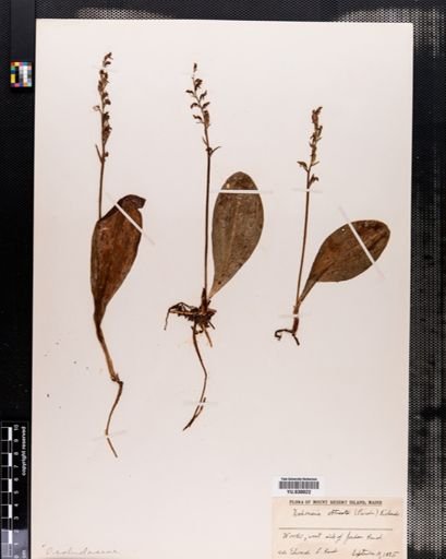 Habenaria