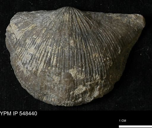 Stropheodonta kemperi