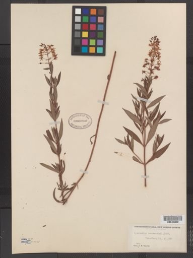 Plantae