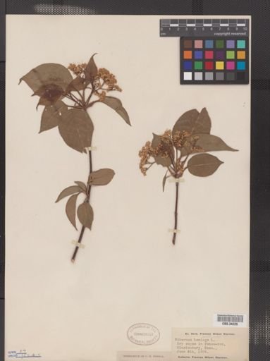 Viburnum lentago
