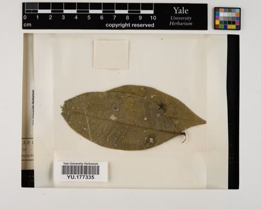 Plantae