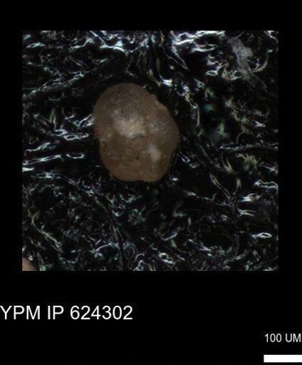 undet. Foraminiferida