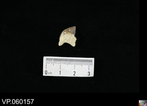 Squalicorax sp.