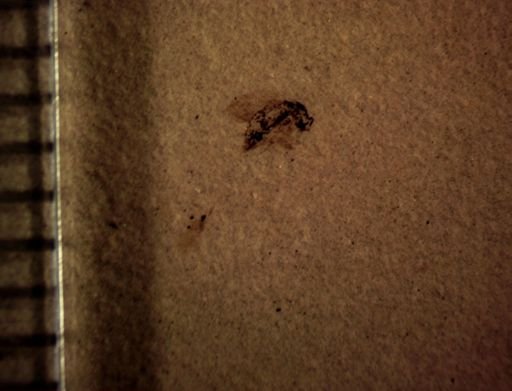 Diptera?