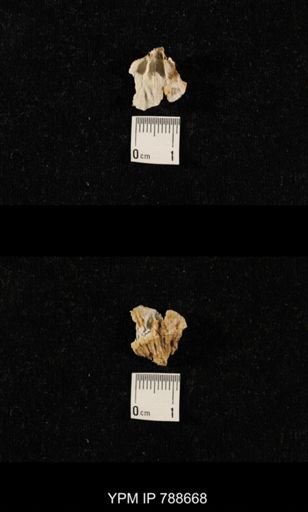 undet. Brachiopoda