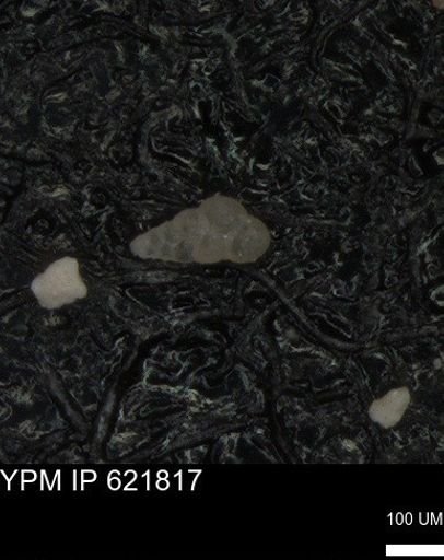 undet. Heterohelicidae