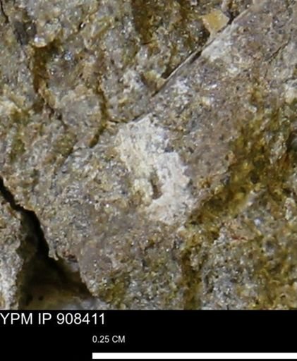 undet. Mollusca