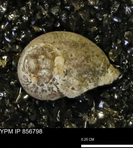 Euspira sp.