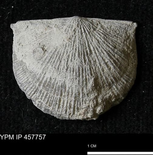 Strophodonta sp.