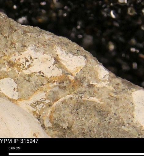 undet. Mollusca