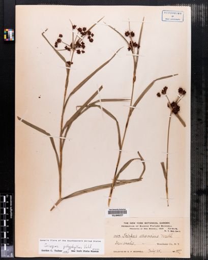 Scirpus polyphyllus