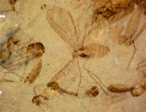 undet. Diptera