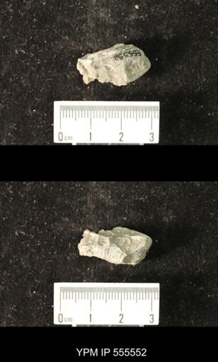 Productus semireticulatus