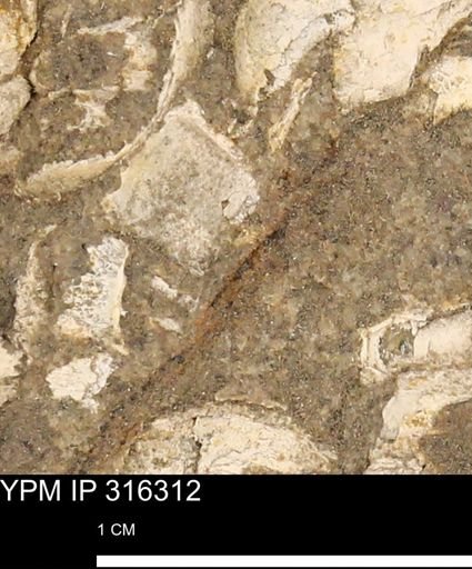 undet. Mollusca