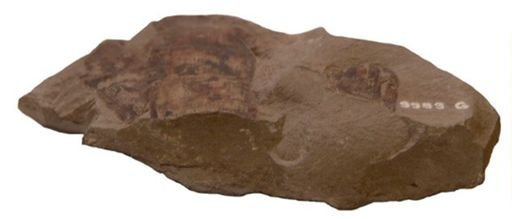 Phyllotheca australis