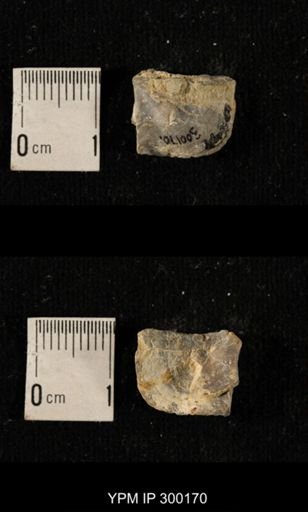 Chonetes subliratus