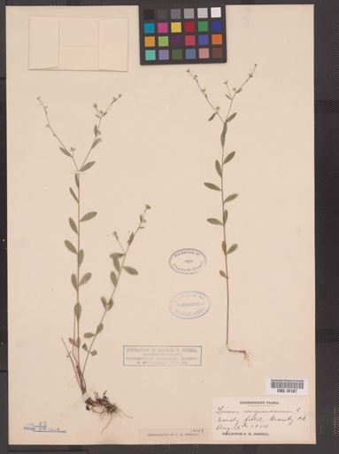 Linum virginianum
