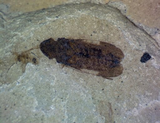 Hemiptera?