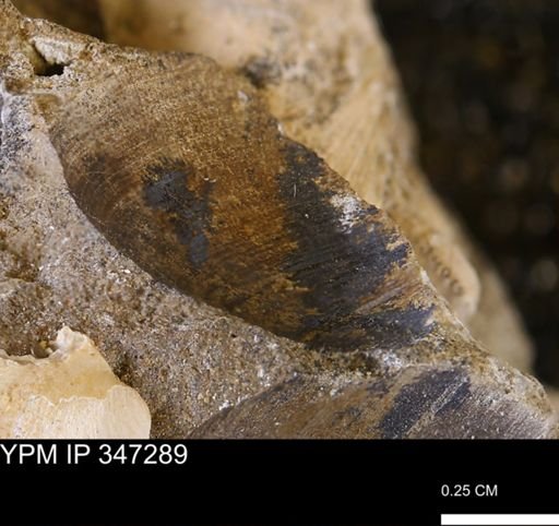 undet. Bivalvia