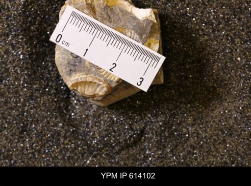 undet. Scaphitidae