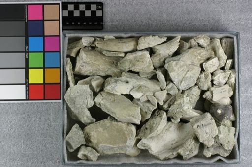 Scaptohyus altidens
