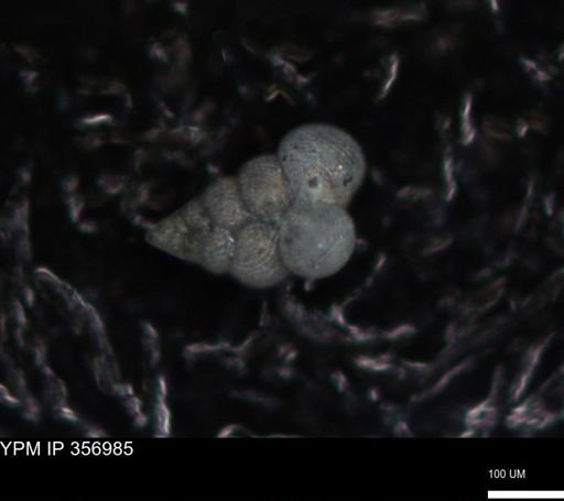 undet. Foraminiferida