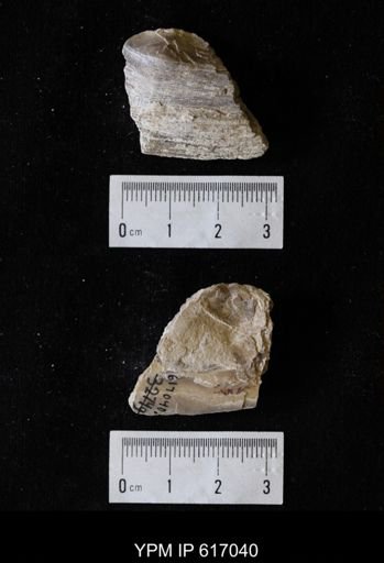 Plesielliptio sp.