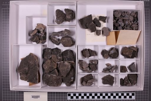 mixed taxa, stratigraphic collection