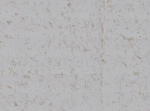 Haliclona