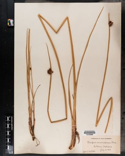 Scirpus americanus