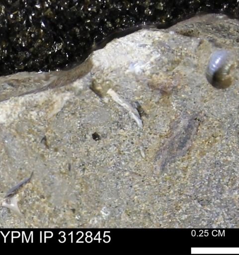 undet. Mollusca