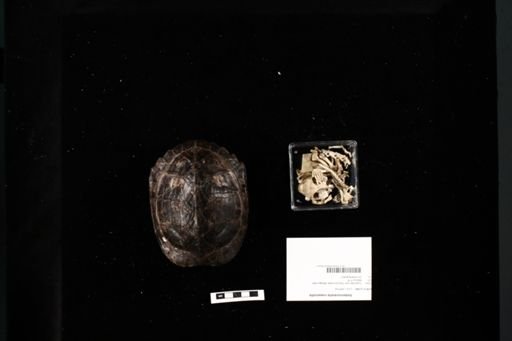 Siebenrockiella crassicollis