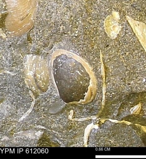 undet. Bivalvia