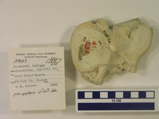 Teleoceras fossiger